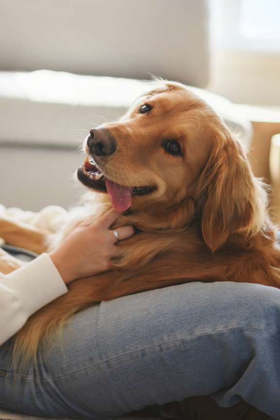 A golden retriever dog is being petted by a person wearing a white shirt and blue jeans.