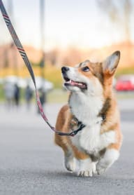 a brown and white dog on a leash