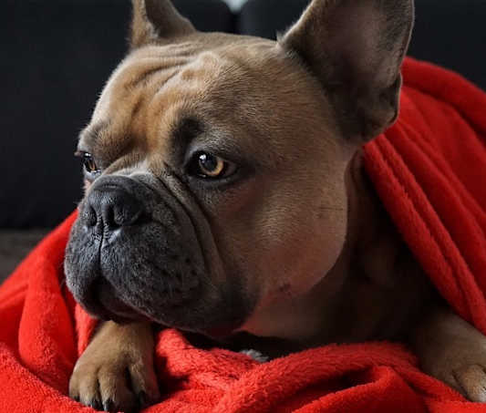 A brown dog wrapped in a red blanket, relaxing in a pet-friendly environment.