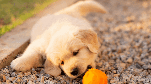 A small white puppy is playing with a ball on a gravel surface.