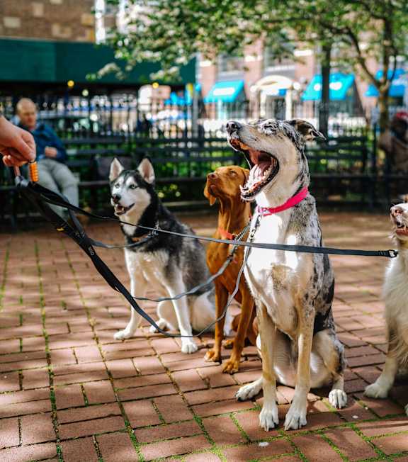 Four dogs sitting on a brick pavement with a person holding their leashes.