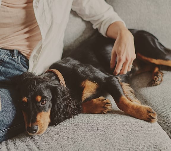 a small dog sitting on a couch with a pillow
