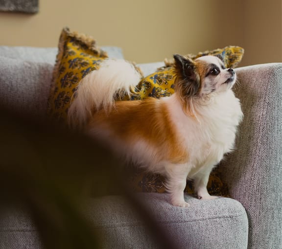 a small dog sitting on a couch with a pillow