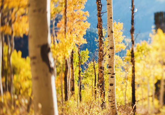 Aspen trees in the fall