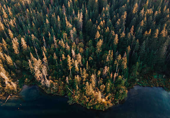 an aerial view of trees in a forest next to a body of water