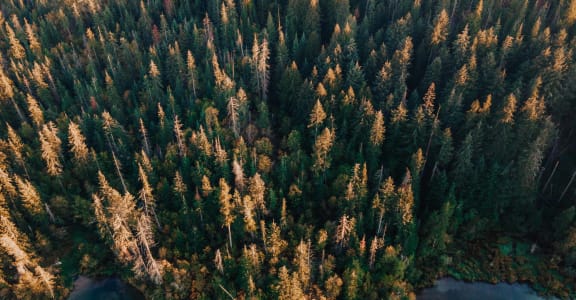 an aerial view of trees in a forest next to a body of water