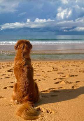 A dog is sitting on the beach looking at the ocean.