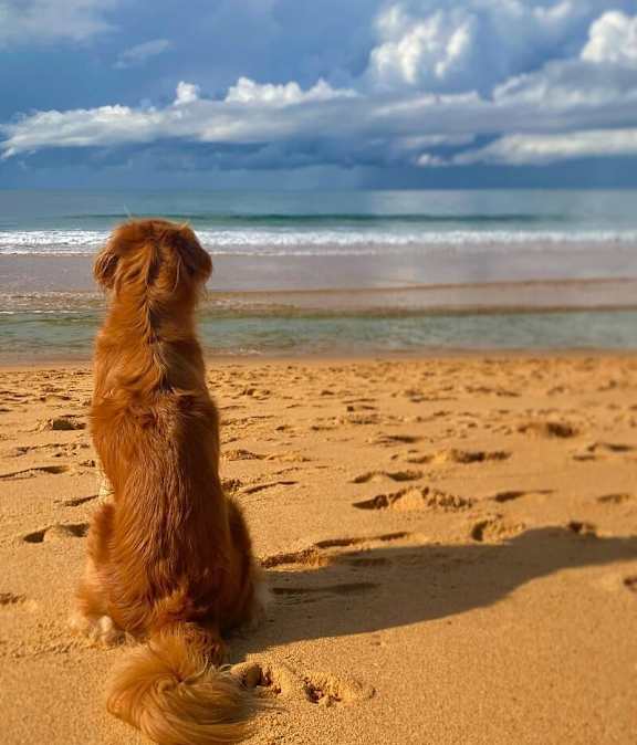 A dog is sitting on the beach looking at the ocean.