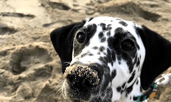A Dalmatian dog with a sandy nose.