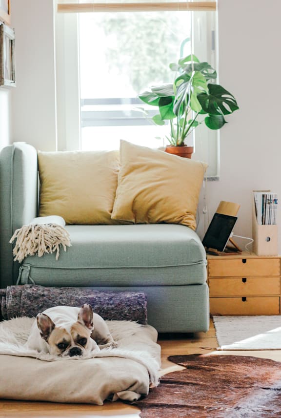 Dog Sleeping on Dog Bed in Living Room