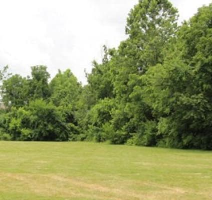 a large field of grass with trees in the background