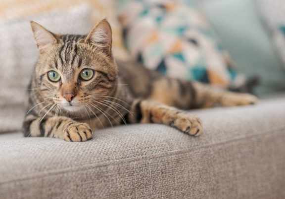 A tabby cat with green eyes is lying on a grey couch.