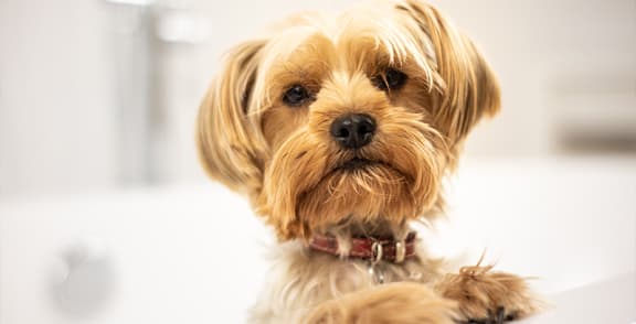 a small yorkshire terrier with a red collar
