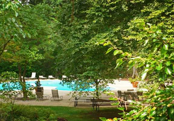 A pool surrounded by green trees and bushes.