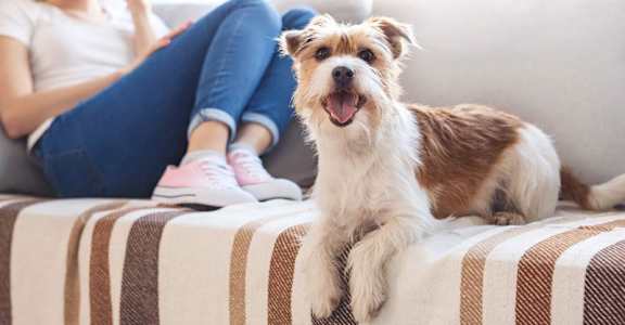 a dog laying on a couch with a woman sitting on the couch in the background