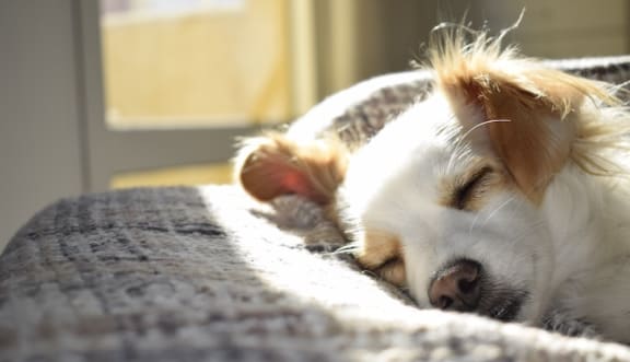 cute dog resting on a bed with sunlight streaming through window