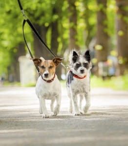 a man walking two dogs on a leash