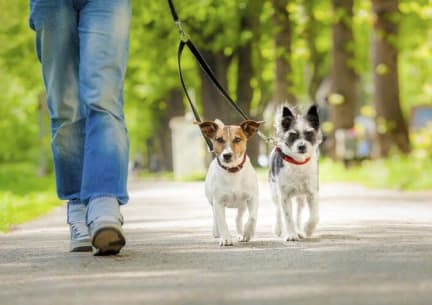 Person walking two dogs in a park