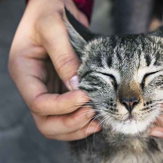 a person holding a cat with its eyes closed