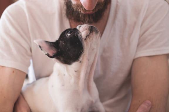 Pet Friendly Apartments for Dogs and Cats in Green Valley Ranch Denver