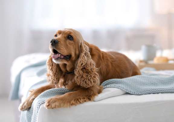 A brown dog is lying on a bed with a blue blanket.