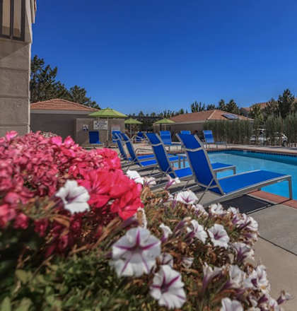 A pool surrounded by chairs and flowers.