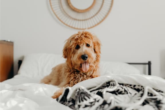 a dog laying on a bed in a hotel room