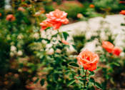 Thumbnail 37 of 37 - The Roseberry Rose Garden at The Roseberry, Columbia, South Carolina