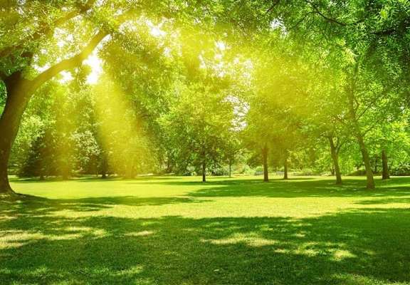 Sunlight shining through the trees in a park.