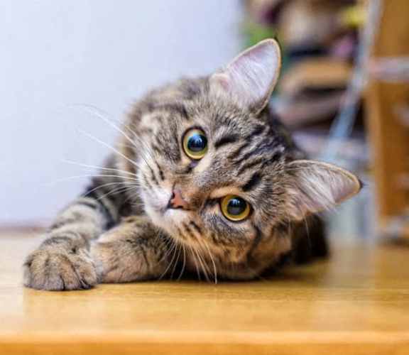 A tabby cat with green eyes is lying on a wooden floor.