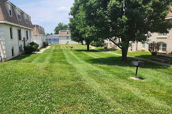 A grassy area with a tree and a mailbox in the foreground.