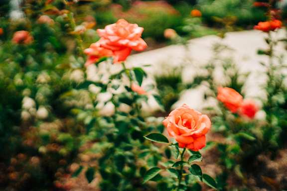 The Roseberry Rose Garden at The Roseberry, Columbia, South Carolina