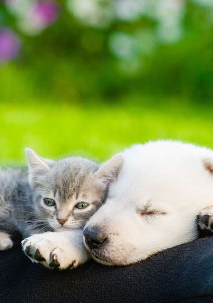 a cat and a dog sleeping on a person at Krewstown Park Apartments, Philadelphia, PA