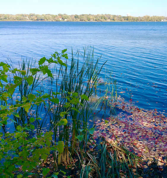 A body of water with plants and leaves floating on the shore.