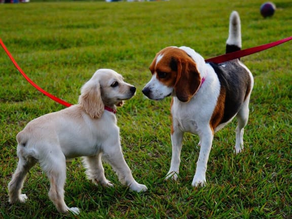 two dogs in field. pet-friendly apartment complex.