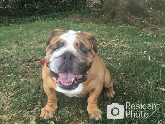 Dog and cat friendly apartments in Dallas with pet park