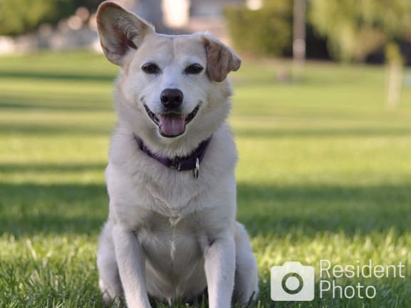 Dog and cat friendly apartments in Valley Ranch TX