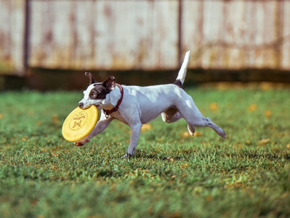 Dog with Frisbee Enjoying Pet Friendly Apartments in Mesa, Arizona Near Highway 60