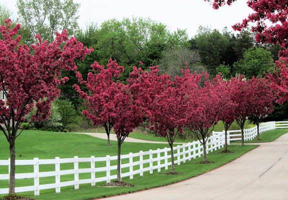 a line of redbud trees along a white fence  at Baldwin Farms Apartments, Alabama
