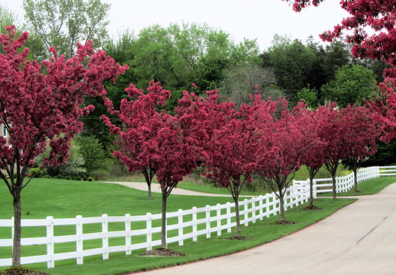 a line of redbud trees along a white fence