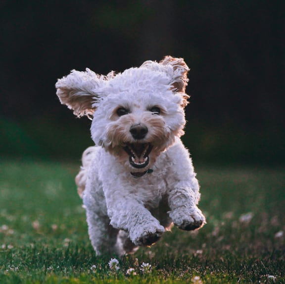 a white dog running through the grass