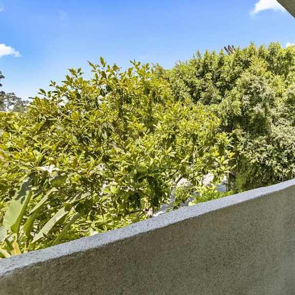 A close-up view of a green leafy plant with a grey wall in the foreground.