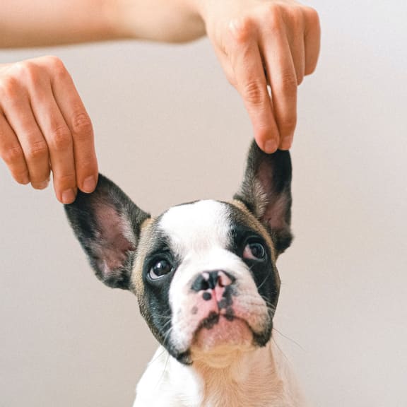 Pet-friendly apartments at LandonHouse in Lake Nona