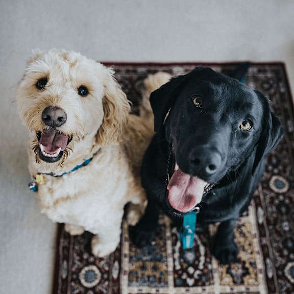 Two dogs, one black and one white, are sitting on a patterned rug.