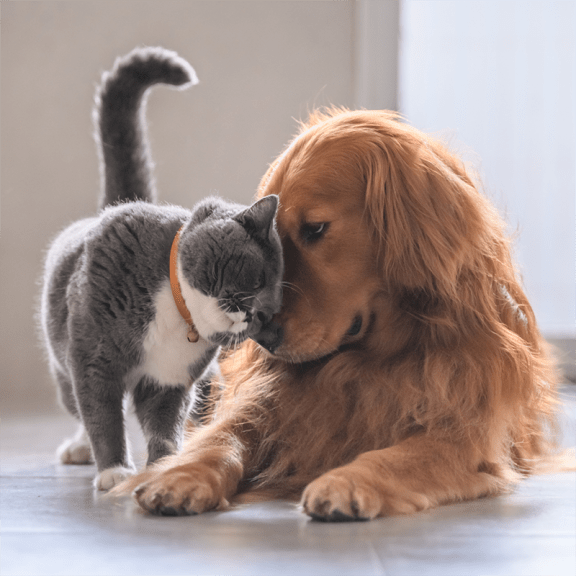 a cat and a dog playing with each other on the floor