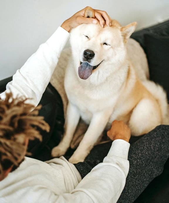 a woman petting a dog on a couch