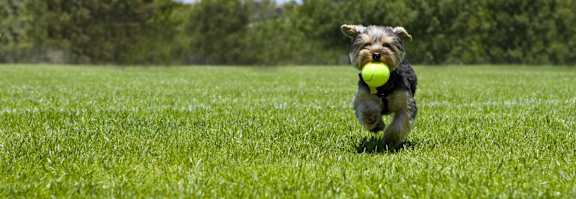 a small dog running with a tennis ball in its mouth