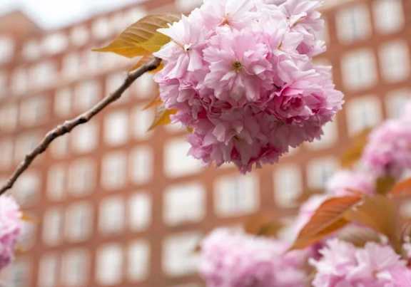 Pink flowers on a branch with a building in the background.
