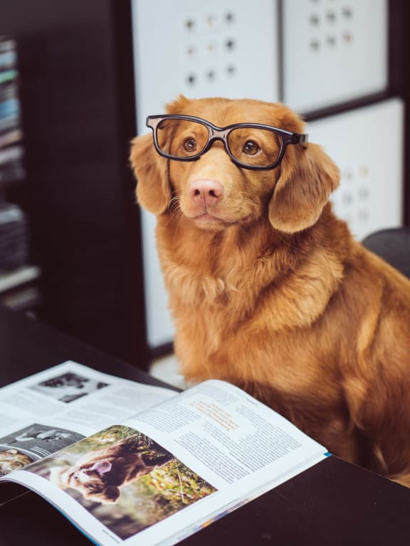 Dog Reading on the Ground at Saw Mill Village Apartments in OH 43235