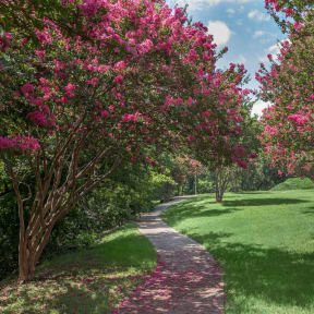 a path through a park with pink flowering trees